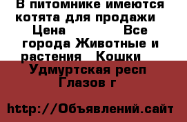 В питомнике имеются котята для продажи › Цена ­ 30 000 - Все города Животные и растения » Кошки   . Удмуртская респ.,Глазов г.